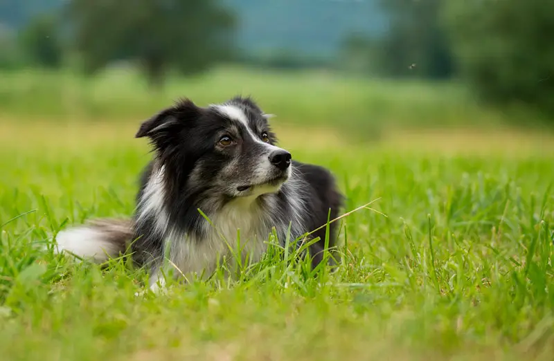 are collies safe with cats