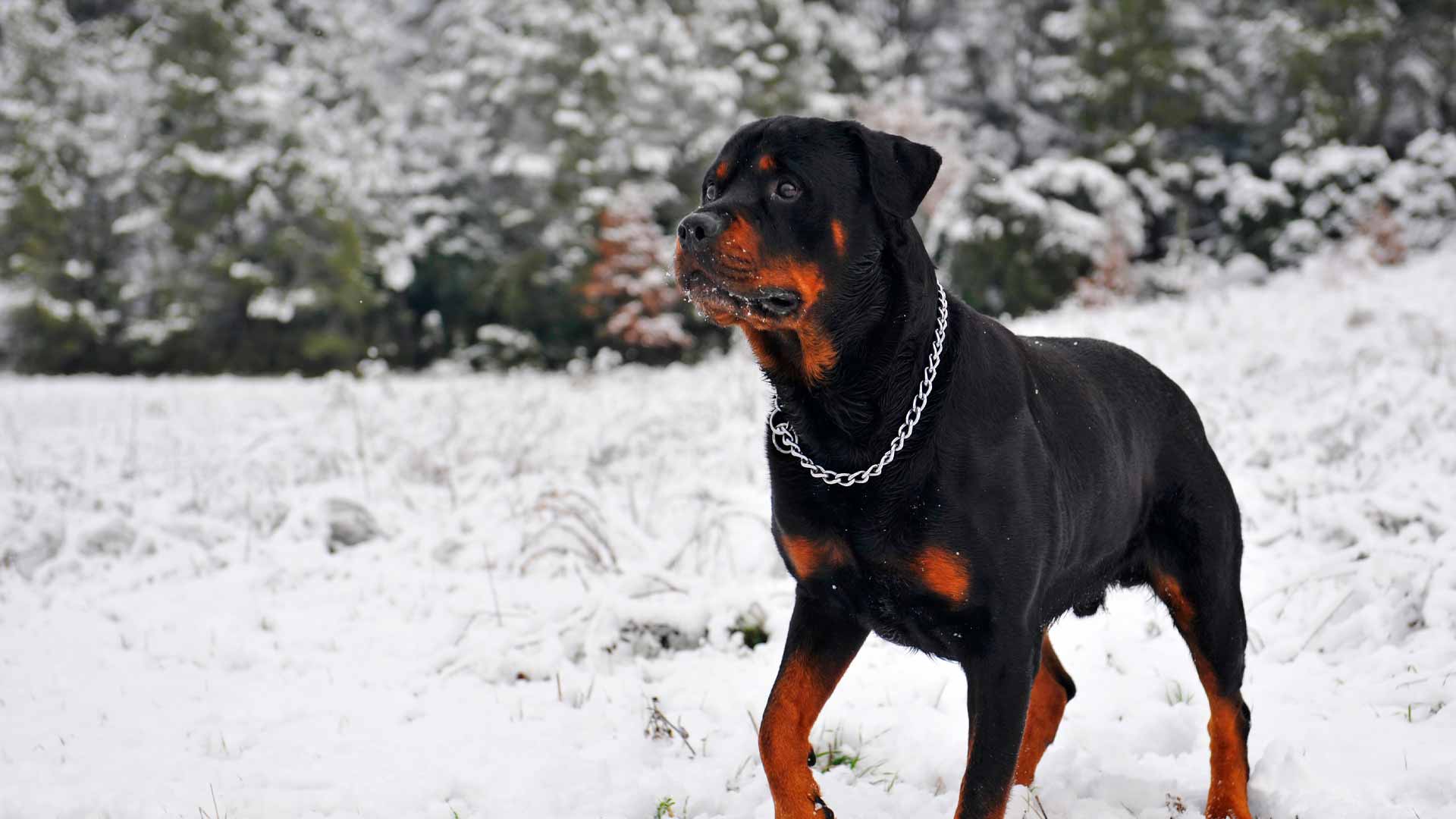 are rottweilers always aggressive