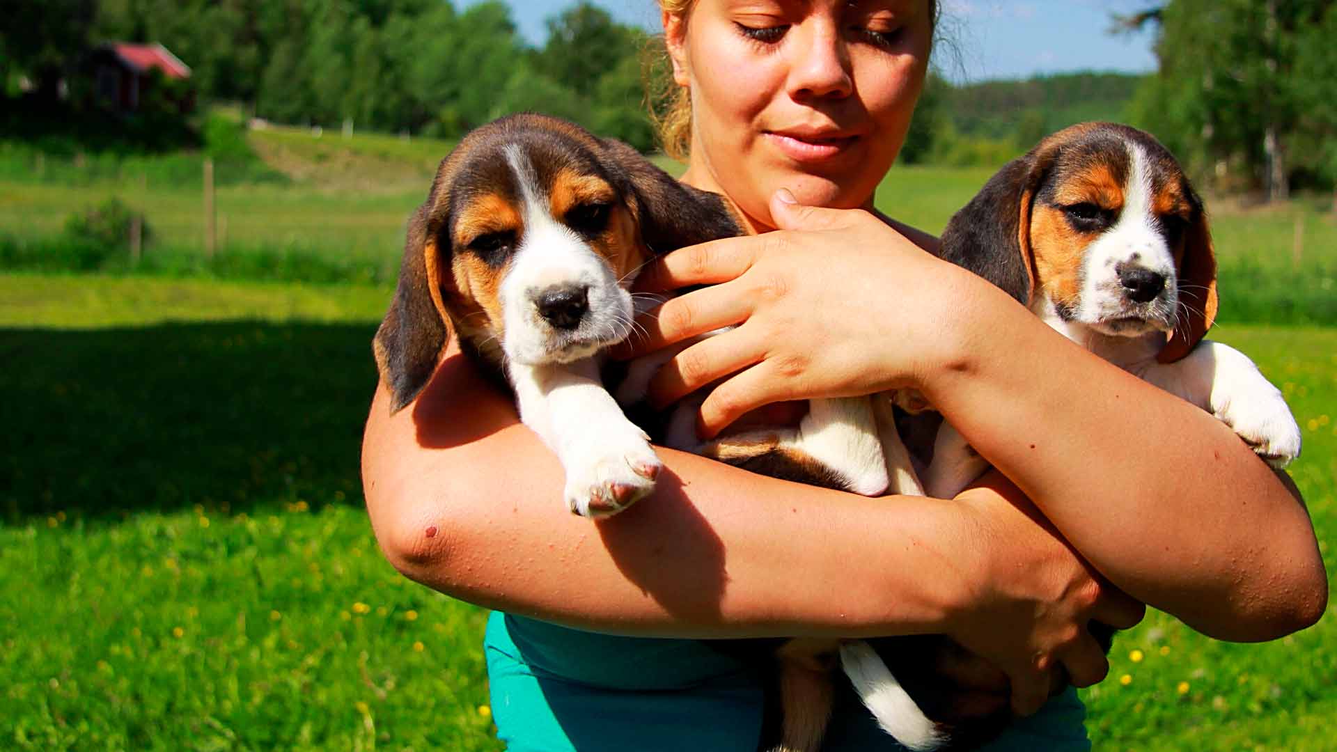 why do beagles like to cuddle