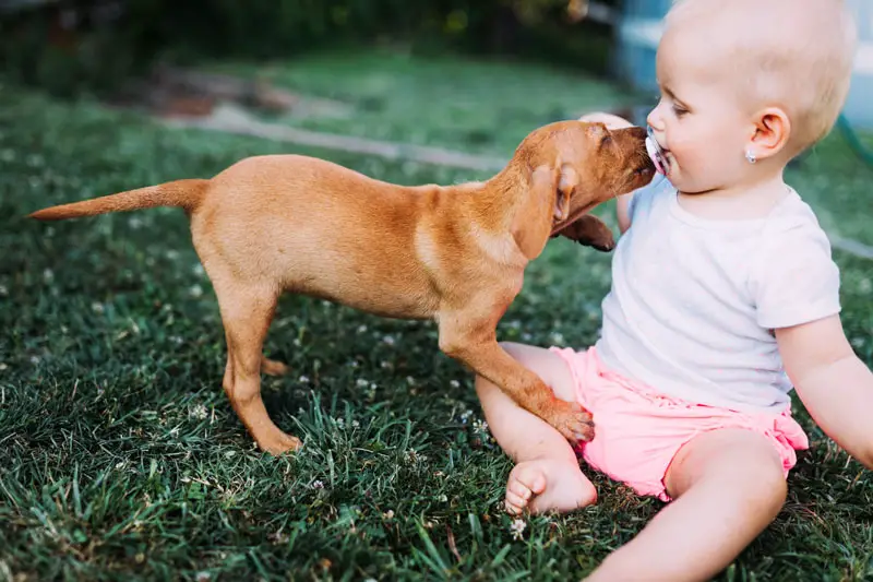 How Do Dogs Know To Be Gentle With Babies?