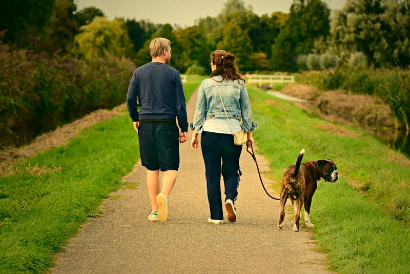How Many Miles Can A Dog Walk In A Day? [2023 Guide]