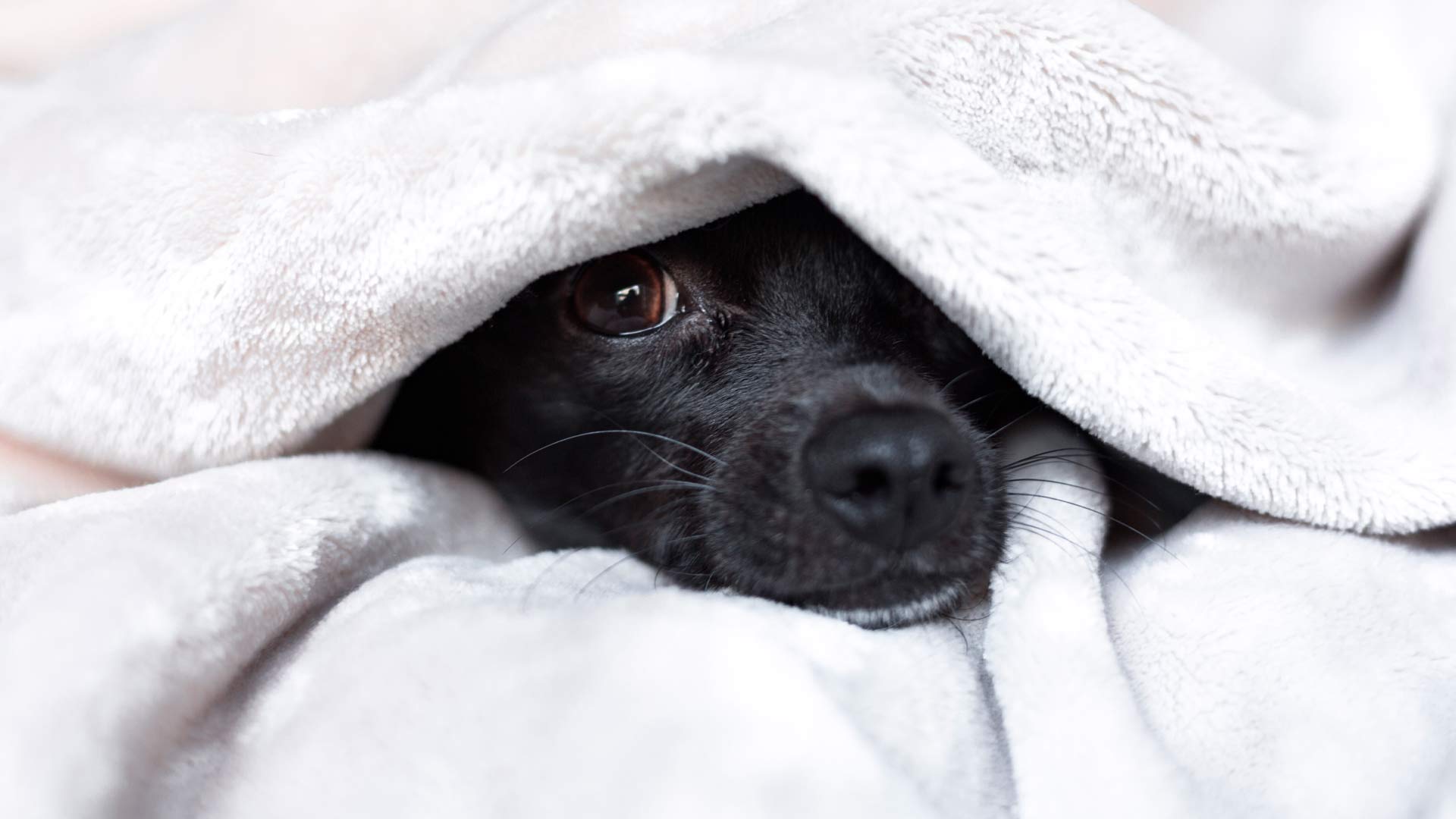 do dogs like to be under blankets