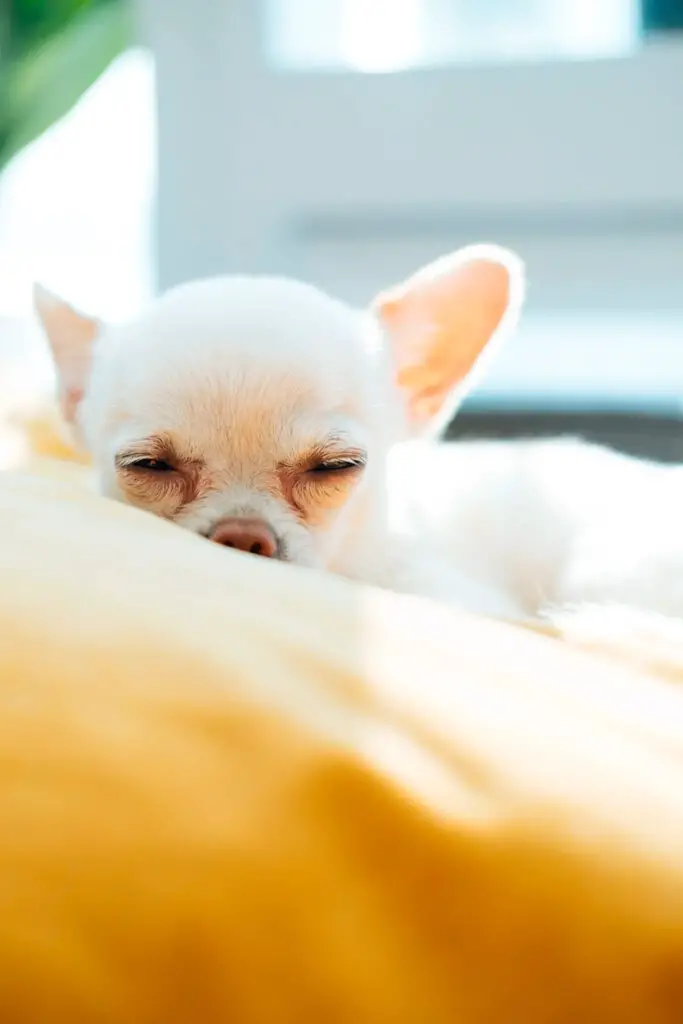 Why do Chihuahuas sleep a lot