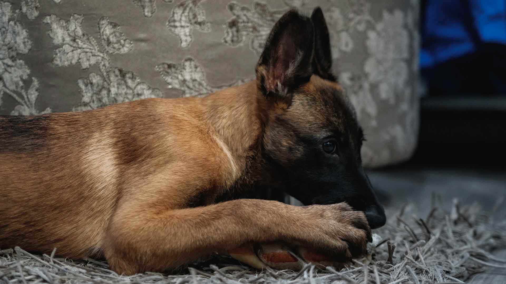 Why Do Dogs Chew Their Paws? [2023 InDepth Guide]