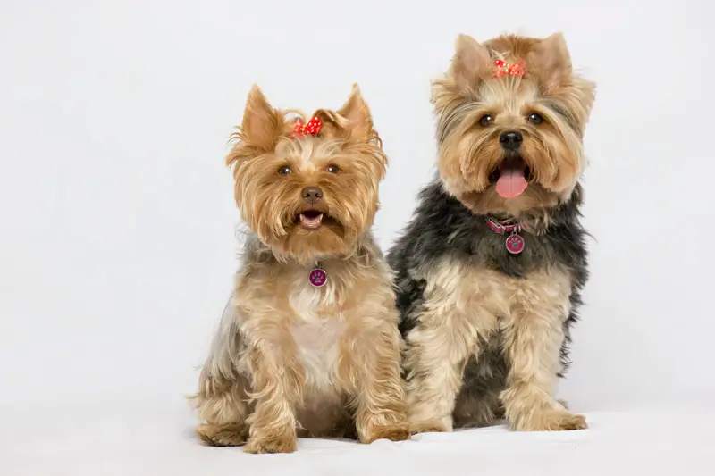 how much are yorkies