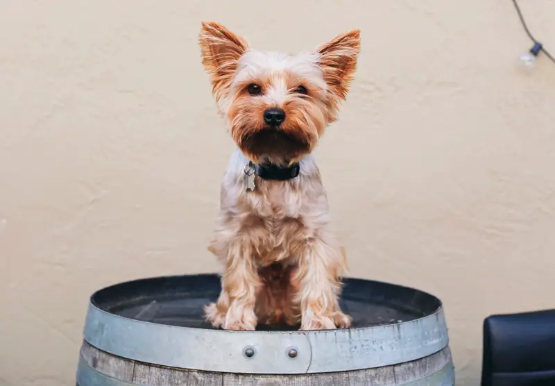 Why Do Yorkies Bark So Much? [And How To Stop It]