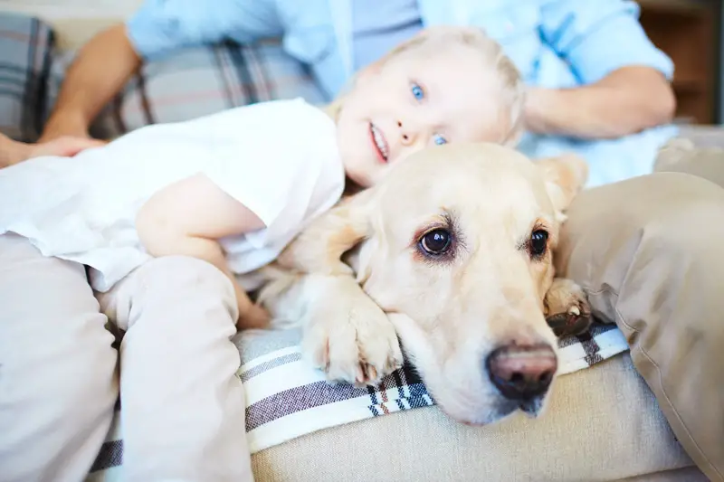 Are Labradors Good With Kids? [2022 In-Depth Guide]
