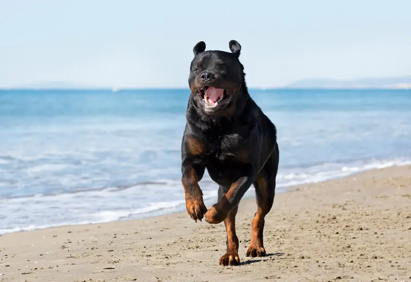 are rottweilers the best guard dogs