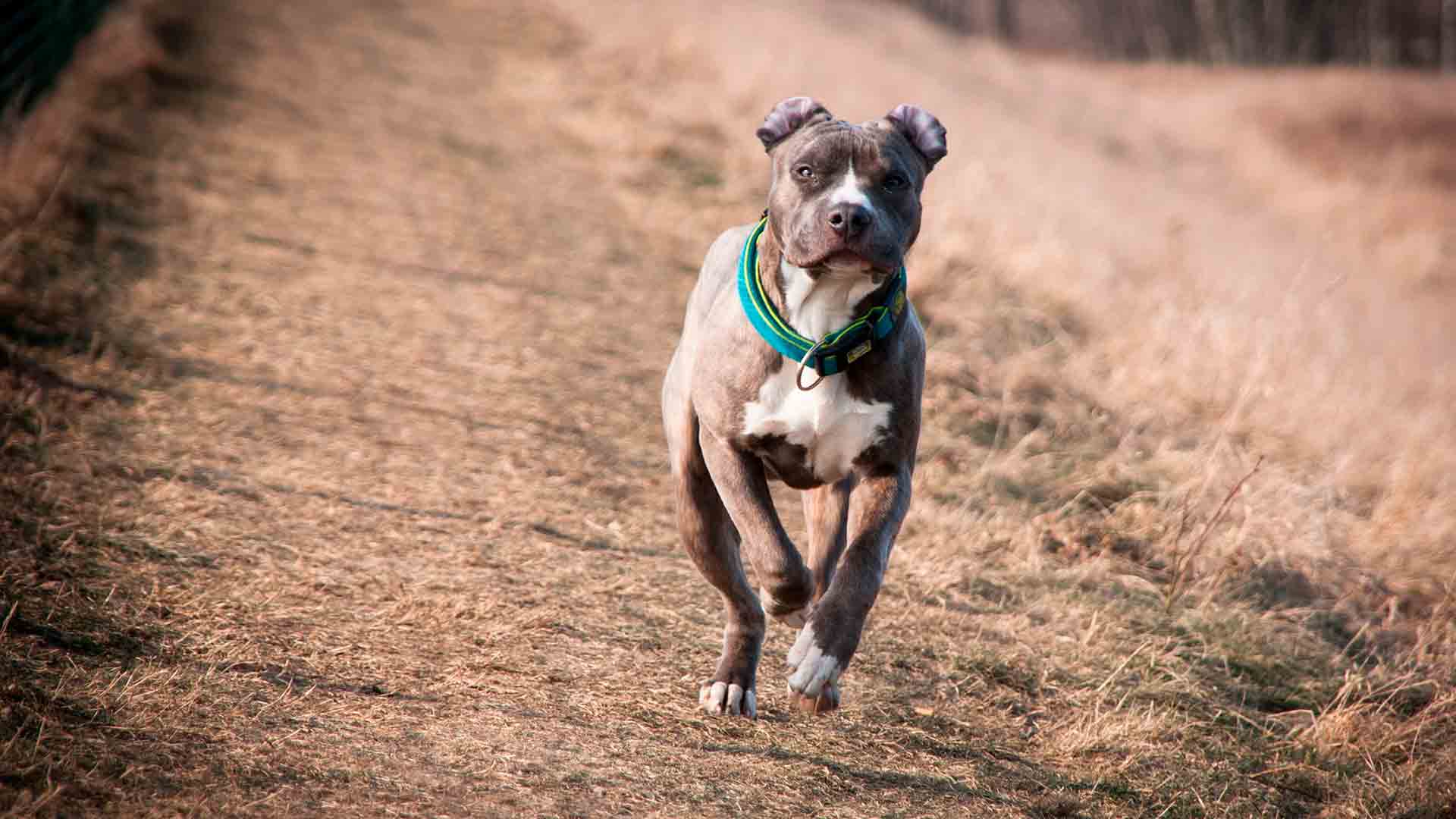 how-much-exercise-do-pitbulls-need-a-day