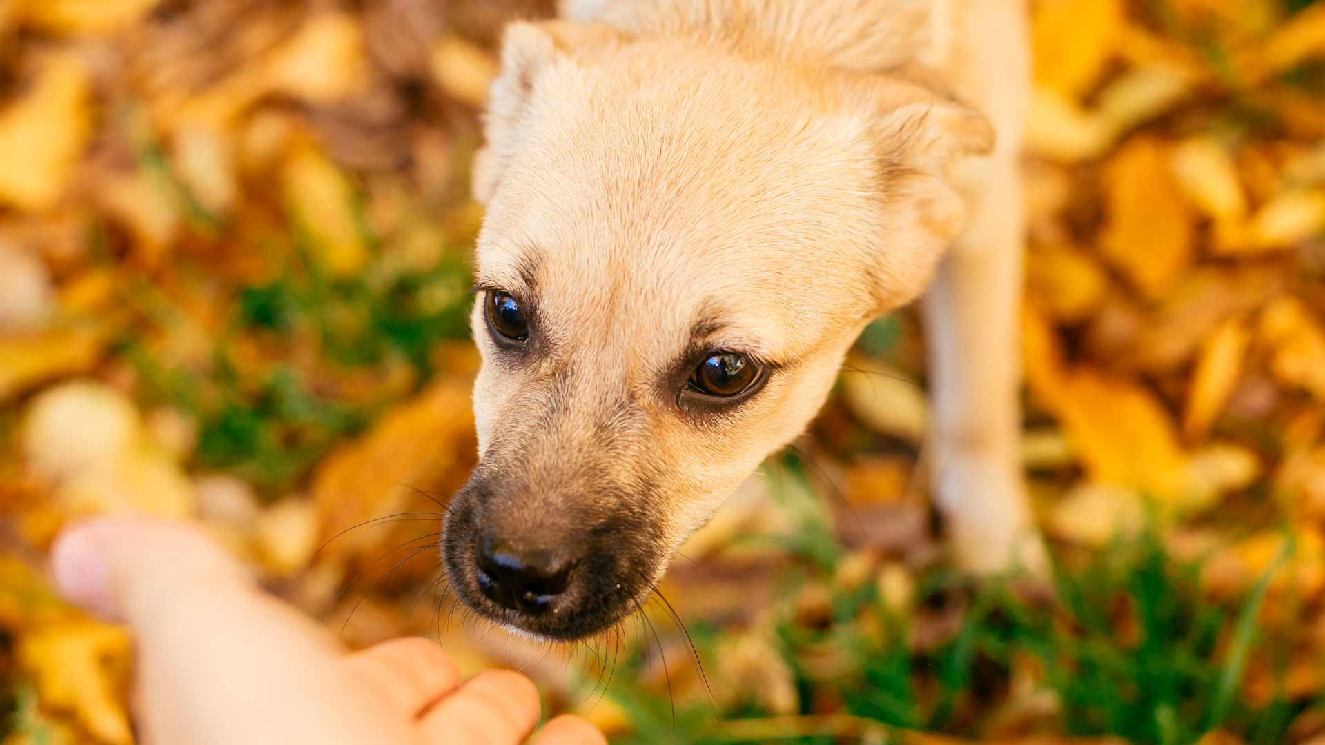 how do you comfort a scared dog