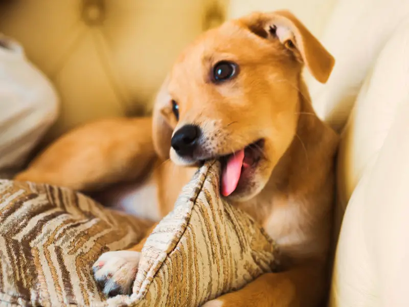 How To Stop Dogs From Chewing Everything? [2021 Guide]