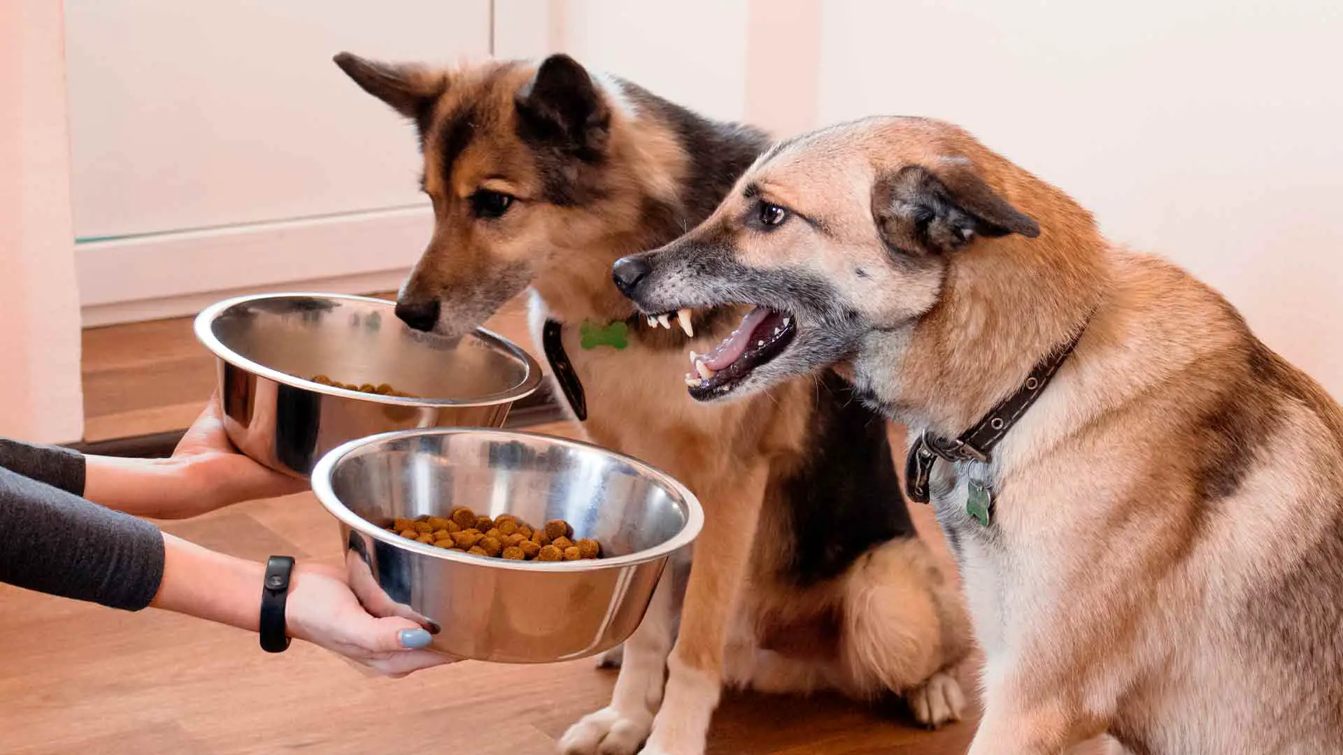 How To Punish Food Aggression In Dogs