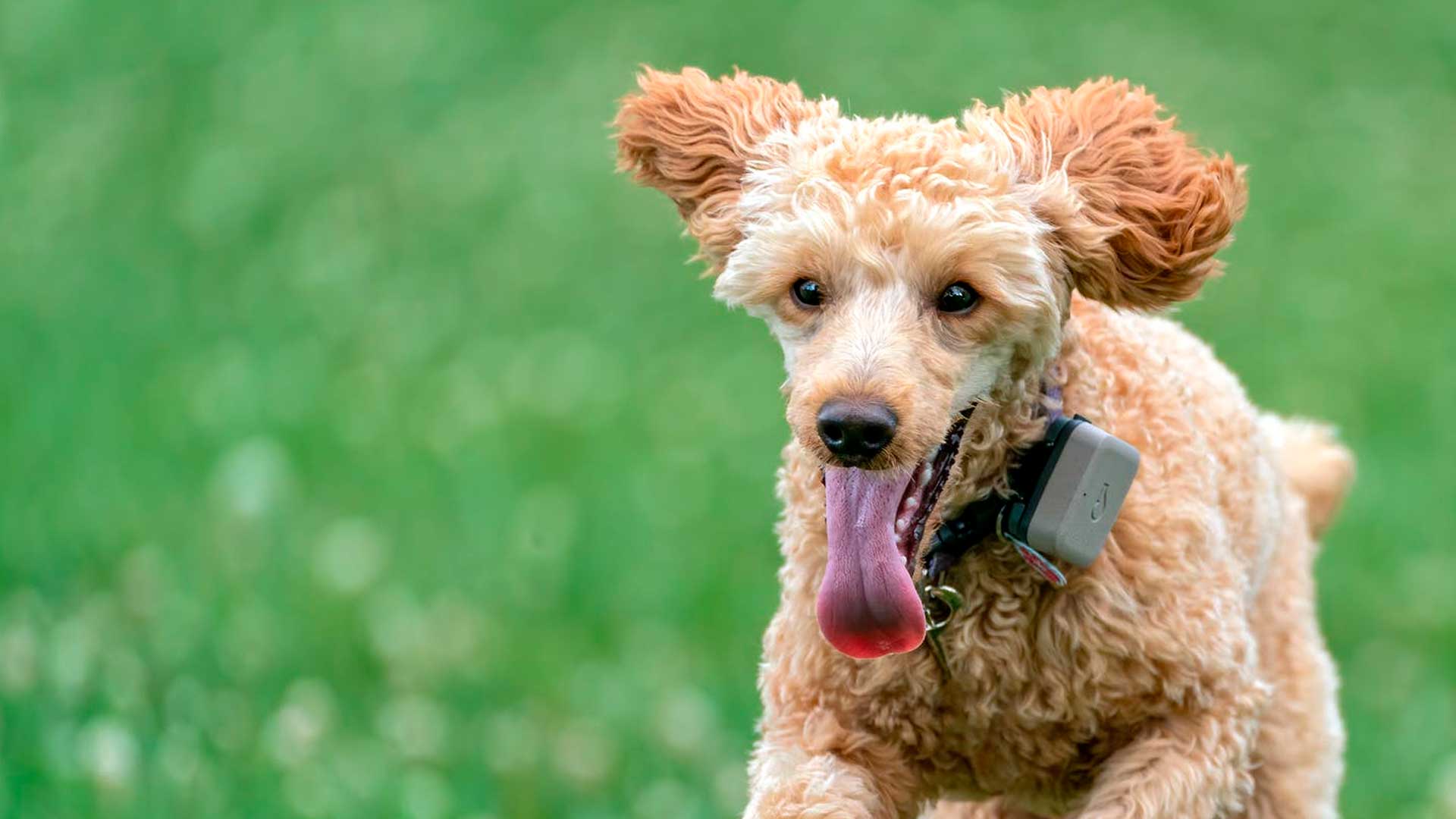 Using shock outlet collar to train