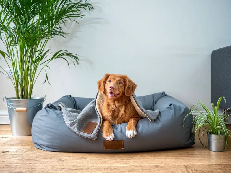 why do dogs destroy their beds