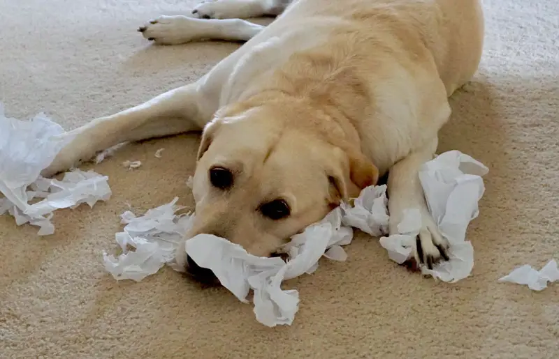 why is my dog eating tissues