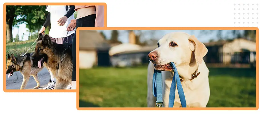 Dog Training Ultimate Guide