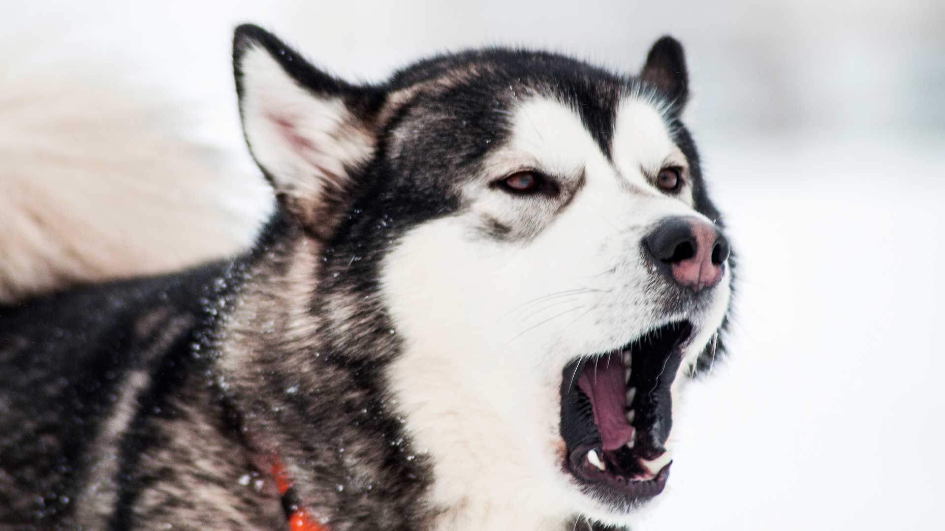 are huskies dog aggressive