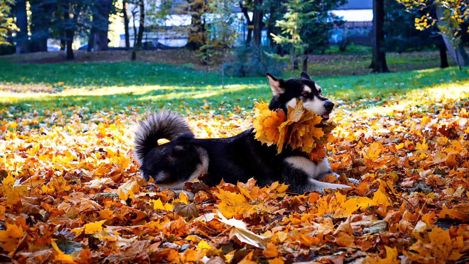 Why Do Dogs Eat Leaves
