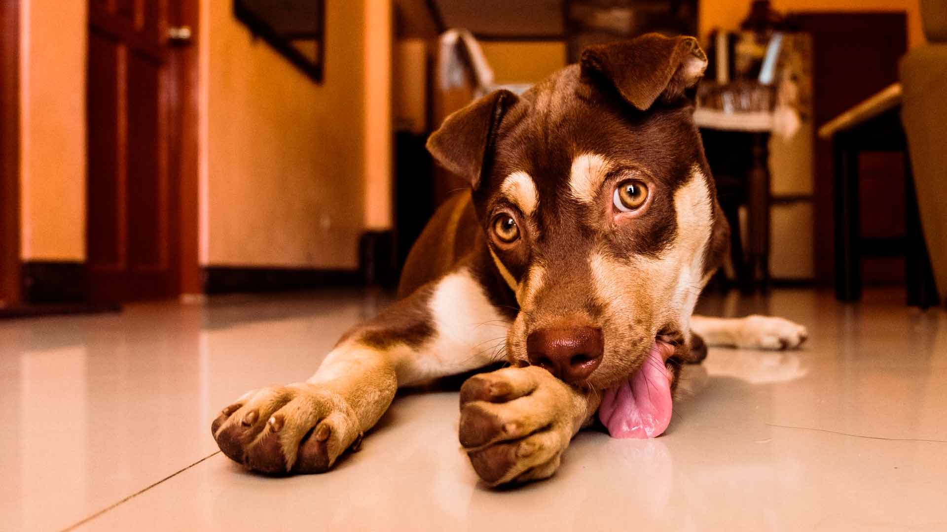 Why Is My Dog Is Licking The Floor 2022 Explainer 