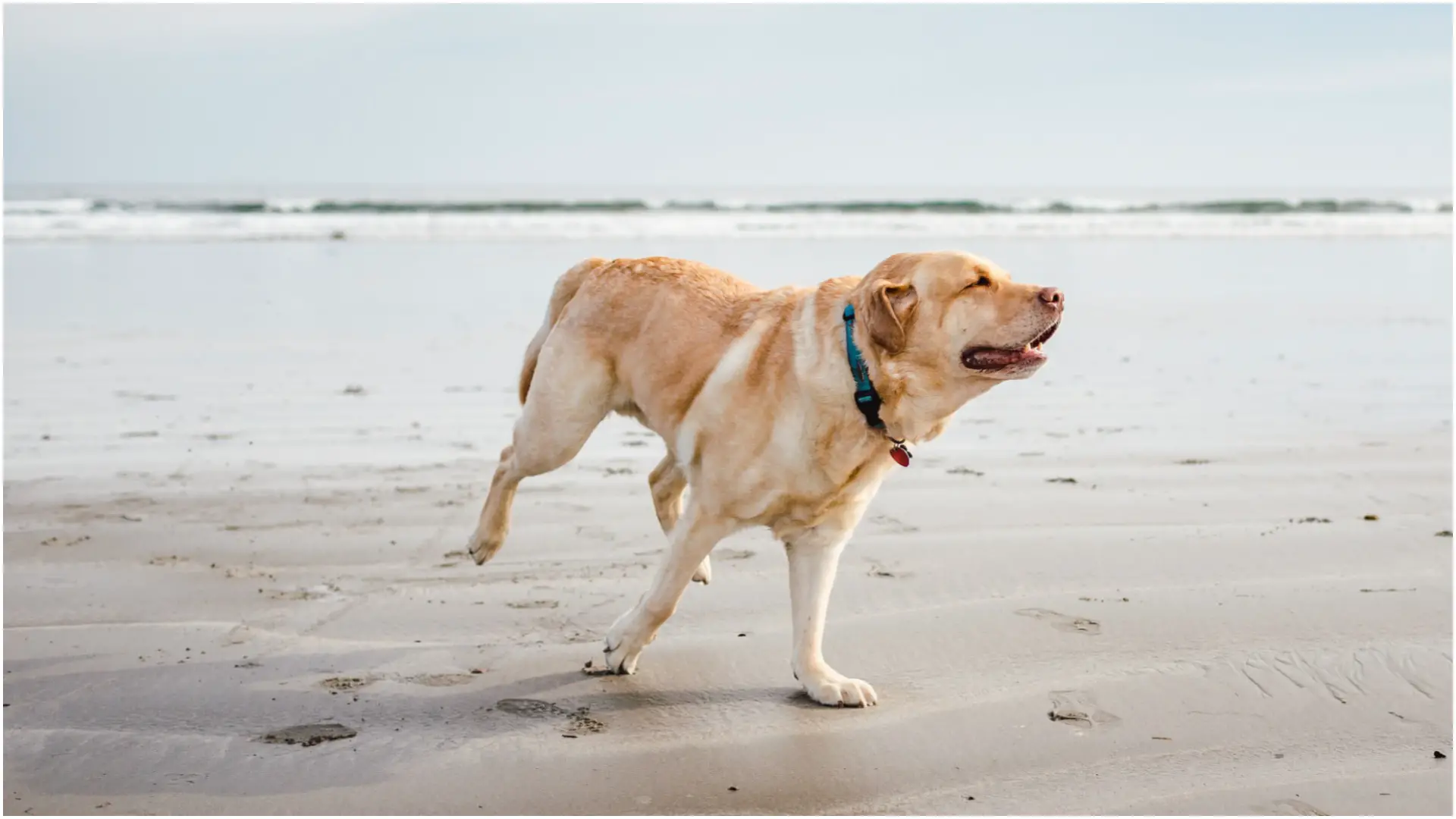 Why Do Dogs Kick Their Back Legs? [2022 guide] - Stayyy.com