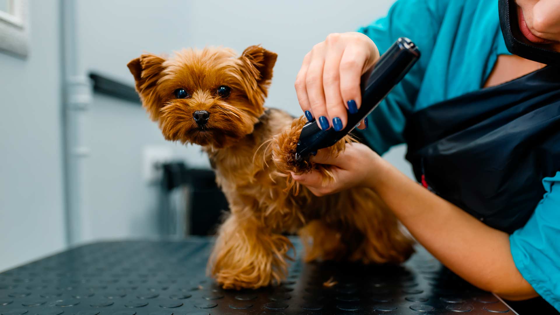 Can You Use Human Clippers On A Dog? [2022 explainer]