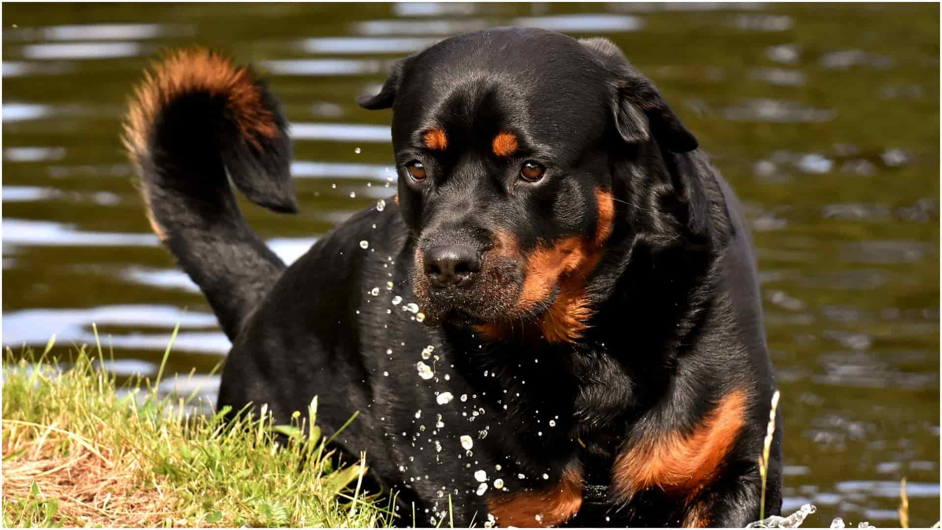 do rottweilers like water