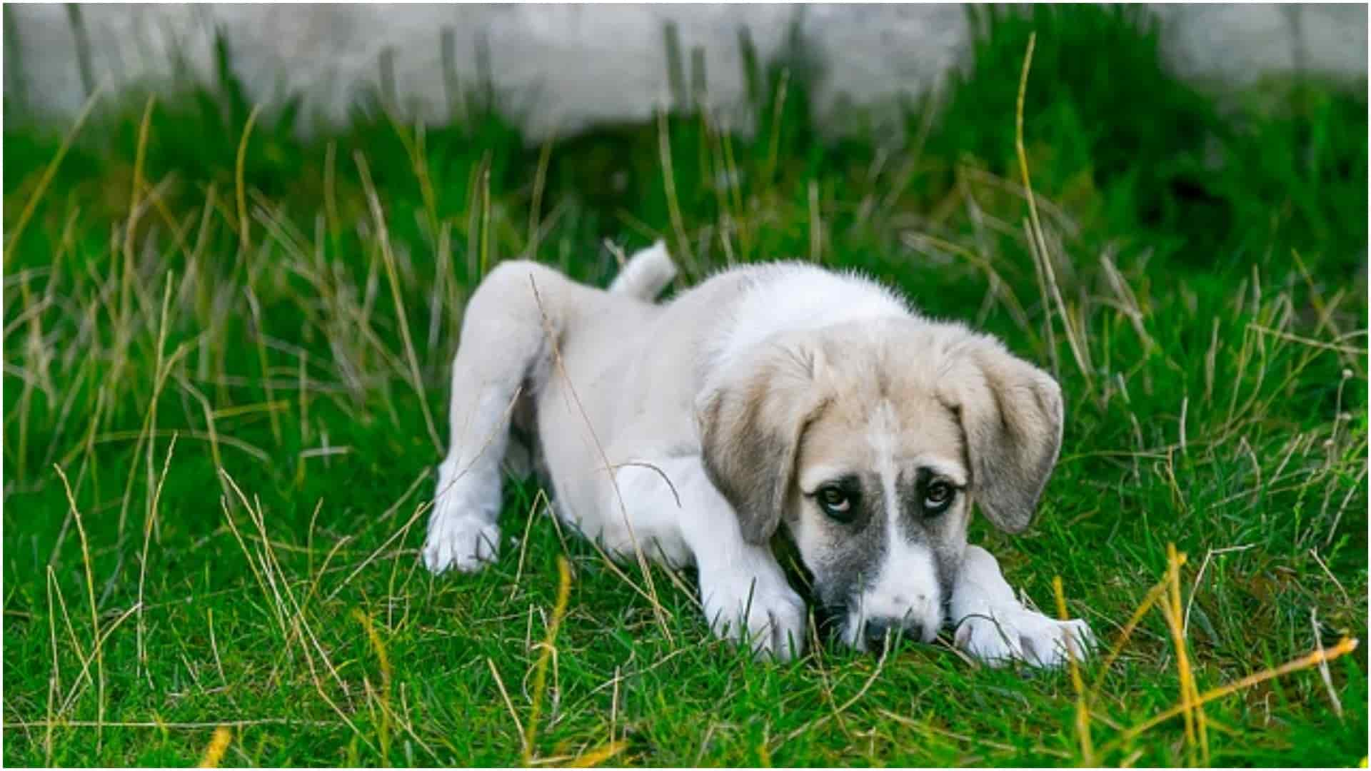 Why Does My Dog Eat Poop? (And How To Stop It)