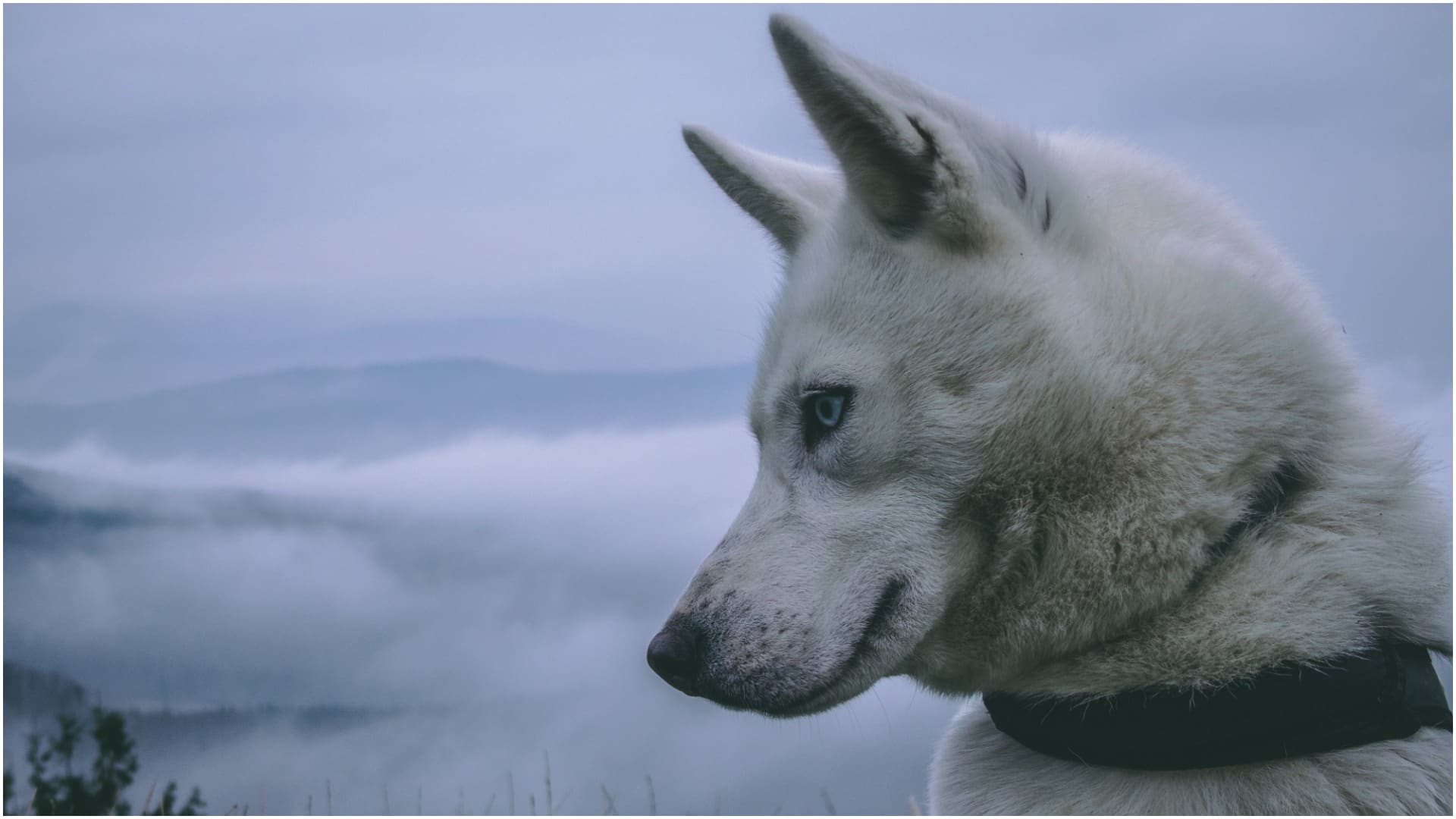 Are Siberian Huskies Smart Dogs