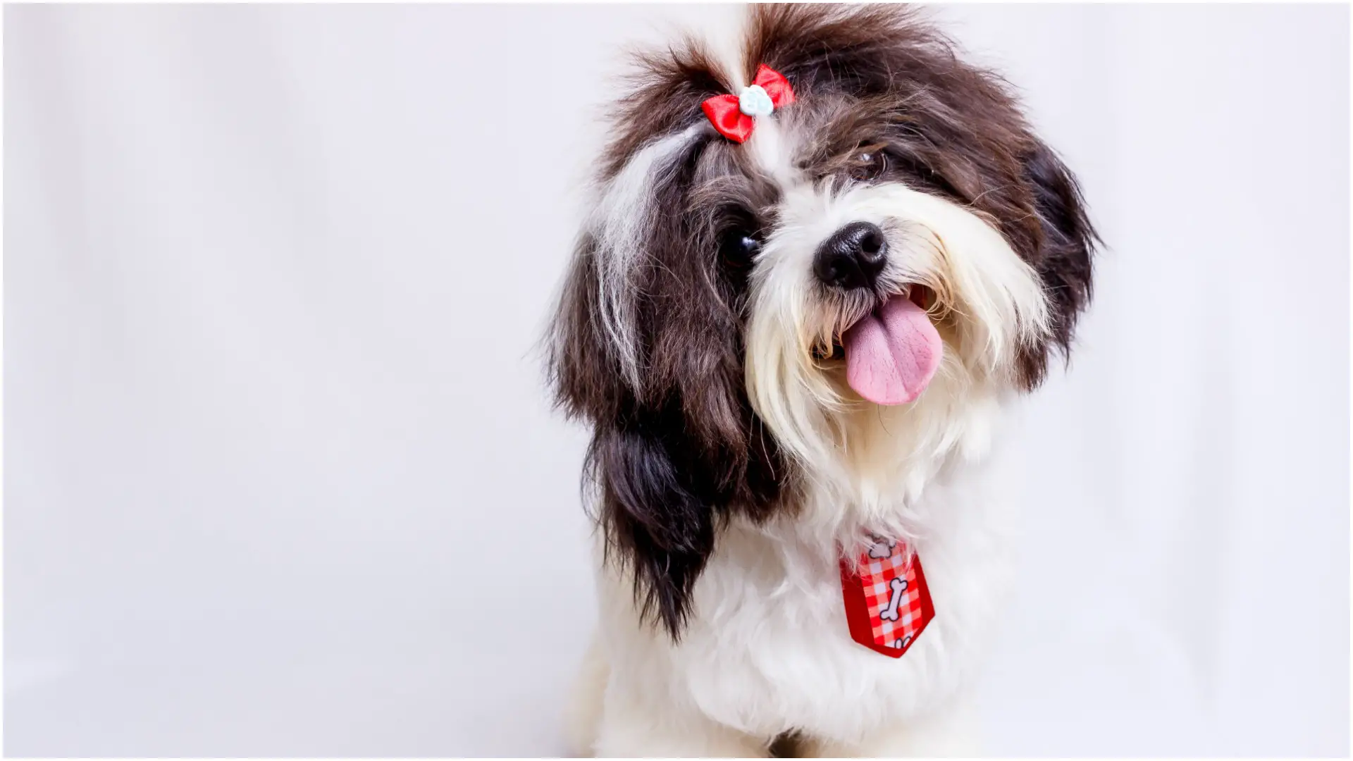How Old Do Shih Tzus Live? [We've got you covered]