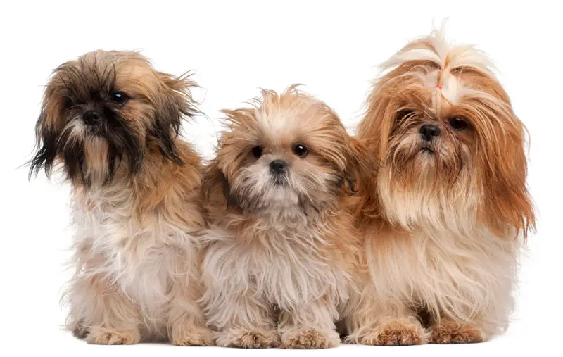 how many puppies can a maltese shih tzu have
