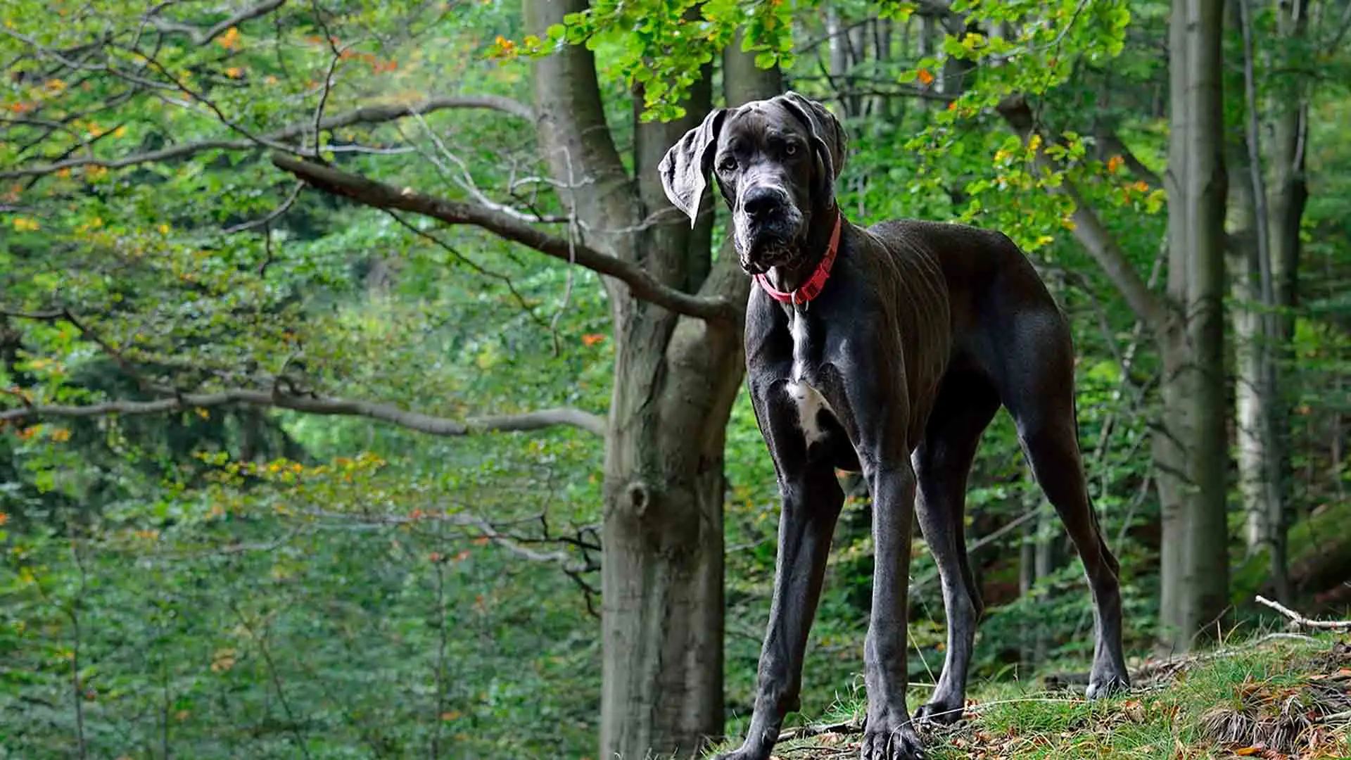 What Is The Lifespan Of A Great Dane?[2022 Updated]
