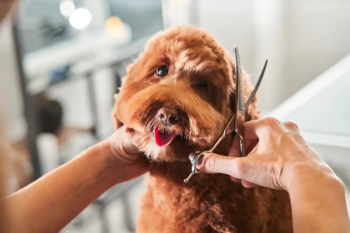 what kind of clippers to use on a dog