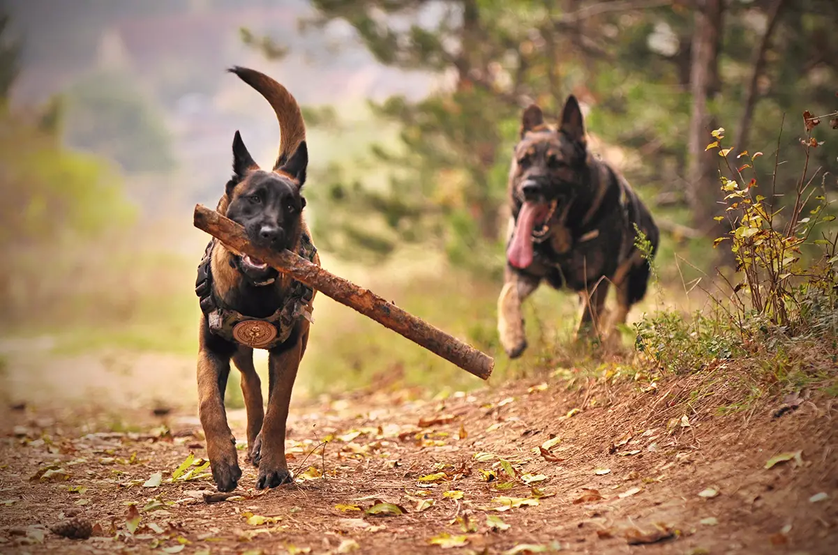 best chew toys for german shepherds